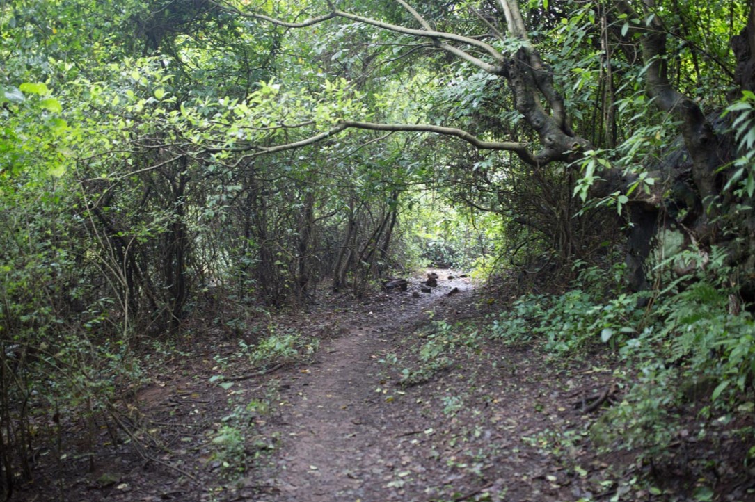 Forest Trail